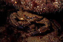 Velvet swimming crab pair,  male guarding female {Liocarcinus puber} Jersey, Channel Is, UK