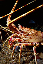 Spiny lobster {Palinurus vulgaris} Sark, Channel Is, UK.