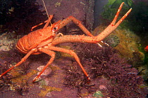 Long clawed squat lobster {Munida rugosa} Jersey, Channel Is, UK