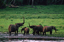 African Forest elephants raise trunks to smell in response to human odour {Loxodonta africana cyclotis} Odzala NP, North West Congo, Central Africa