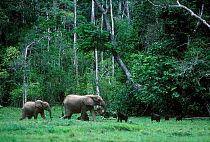 Western lowland gorillas and Forest elephants in clearing in tropical rainforest, Obandas Bai, Odzala NP, Democratic Republic of Congo.