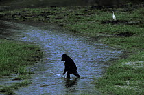 Young Western lowland gorilla crosses stream walking on back legs (Gorilla gorilla gorilla) Odzala NP, Democratic Republic of Congo.