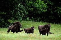 Western lowland gorilla family group feeding in Bai /forest clearing {Gorilla gorilla gorilla } Odzala NP, Democratic Republic of Congo.
