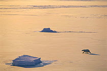 Polar bear crossing snow and ice landscape {Ursus maritimus} Svalbard, Norway