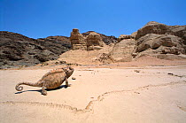 Desert chameleon {Chamaeleo namaquensis}, Skeleton Coast, Namibia, Namib Desert