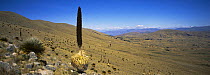Puya raimondii {Puya raimondii}, largest known bromeliad, near Mizque, Bolivia