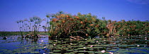 Papyrus and Day lillies, Okavango Delta, Botswana, Southern Africa