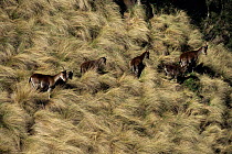 Herd of Walia ibex on grassy hill {Capra walie} Simien National Park, Ethiopia