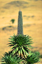 Chat species on Giant lobelia {Lobelia rhynchopetalum}, Simien NP, Ethiopia