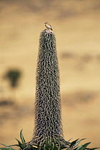 Chat bird species on Giant lobelia {Lobelia rhynchopetalum}, Simien National Park, Ethiopia