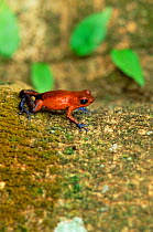 Strawberry poison arrow frog {Dendrobates pumilio}, Costa Rica.