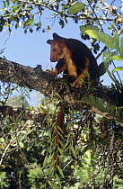 Goodfellow's tree kangaroo {Dendrolagus goodfellowi} in tree, Papua New Guinea, endangered species