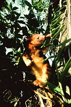 Goodfellow's tree kangaroo feeding in tree {Dendrolagus matschie goodfellowi}, Papua New Guinea