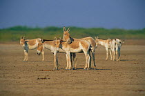 Indian wild ass / Khur {Equus hemionus khur} Wild Ass Sanctuary, Thar Desert, Little Rann of Kutch, India. Endangered
