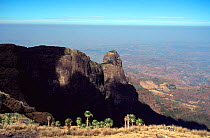 Giant lobelia plants {Lobelia rhynchopetalum}, on ridge of Simien Mountains, Simien NP, Ethiopia, East Africa