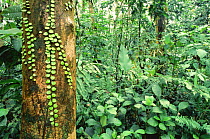 Tropical semi-evergreen forest in Assam, North East India