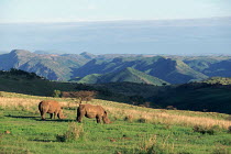 Two White rhinoceros, Itala nature reserve, KwaZulu Natal, South Africa