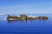 Atlantic walrus on ice {Odobenus rosmarus}, Baffin Island, Canadian Arctic