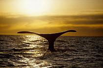 Southern right whale tail fluke at sunset {Balaena glacialis australis} Patagonia, South America
