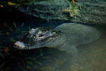 Chinese alligator {Alligator sinensis} Critically Endangered species. Captive