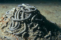Lugworm cast (Arenicola marina) Jersey, Channel Isles, UK