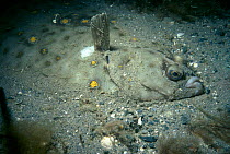 Plaice fish on seabed {Pleuronectes platessa} Jersey, Channel Isles, UK