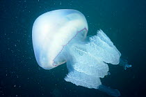Barrel jellyfish {Rhizostoma octopus} Jersey, Channel Isles, UK