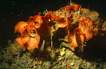 Ross coral (Pentapora foliacea / fascialis) Sark, Channel Isles, UK