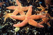 Common starfish {Asterias rubens} St Abbs, Scotland, UK.