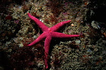 Bloody Henry starfish {Henricia oculata} Sark, Channel Isles, UK
