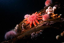 Common sunstar {Crossaster papposus} and Sea urchins Farne Is, Northumberland, UK