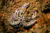 Spiny starfish {Marthasterias glacialis} Sark, Channel Isles, UK