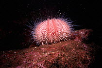 Common sea urchin {Echinus esculentus} St Abbs, Scotland, UK