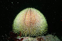 Common sea urchin {Echinus esculentus} Sark, Channel Isles, UK