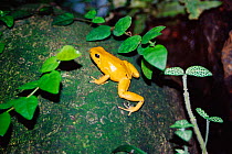 Golden poison dart frog {Phyllobates terribilis}