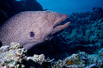 Yellow edged moray eel {Gymnothorax flavimarginatus}  Red Sea, Egypt