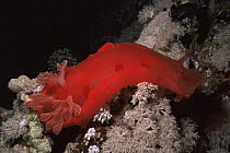 Spanish dancer {Hexabranchus sanguineus}, Red Sea