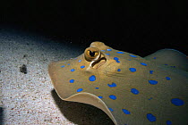 Ribbontail ray {Taeniura lymna} Red Sea