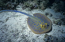 Ribbontail ray (Taeniura lymma) on seabed, Red Sea, Sha'ab Selmi