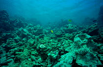 Coral reef reduced to rubble by dive boat anchors and divers Small Gifton, Egypt, Red Sea