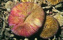 Mushroom coral (Fungia sp) Borneo, Indonesia
