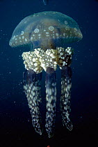 Papua jellyfish {Mastigias papua} Patch Reef, Borneo, Indonesia