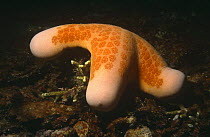 Sea star {Choriaster granulatus} Bodgaya, Borneo, Indonesia