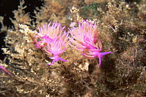 Nudibranch {Flabellina affinis} Medes Isles, Costa Brava, Spain
