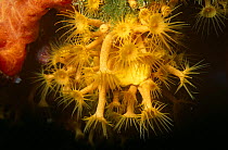 Yellow encrusting anemone (Parazoanthus axinellae) Costa Brava, Medes Isles, Spain