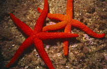 Red sea stars {Echinaster sepositus} Costa Brava,  Medes Isles, Spain