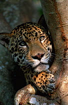 Jaguar portrait {Panthera onca} captive, Pantanal, Brazil, South America 2003 EXCLUSIVE BUSINESS