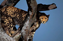 Cheetah in tree {Acinonyx jubatus} Masai Mara. Kenya, Africa