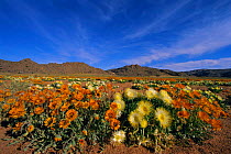 Namaqualand daisies {Asteraceae} Namaqualand, South Africa