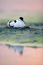 Avocet incubating eggs at nest {Recurvirostra avosetta}, at dusk, Suffolk, England UK